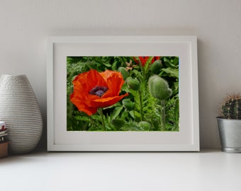 Photography, Red Poppy Flower, Close Up Photo