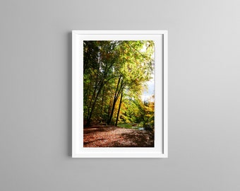 May include: A framed wall art print featuring a forest landscape during autumn. The scene displays tall trees with green and golden yellow foliage, a path covered in fallen brown leaves, and a small stream flowing through the wooded area.