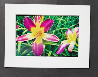 Photography, Daylily Blossom, Close Up Photo, Yellow Magenta