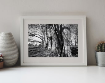 Photography Beeches in Autumn Sun, Black and White Photo
