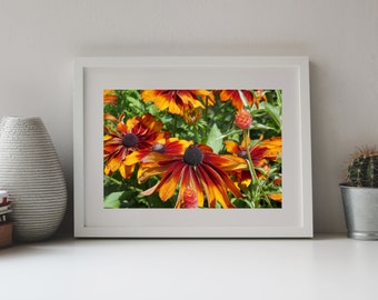 Photography, Coneflower Blossoms, Red Orange