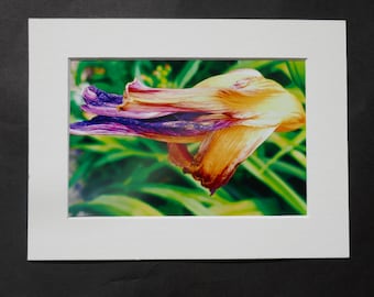 Flower Photo Wilted Daylily, Faded Flower