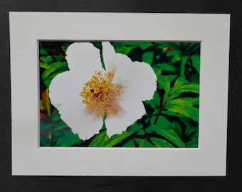 Photography, White Peony Blossom,