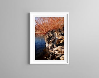 May include: A framed photograph featuring a gnarled, textured tree trunk with vibrant orange-red branches extending upward, positioned beside a deep blue body of water. The scene captures the contrast between the weathered wood and the bright foliage.