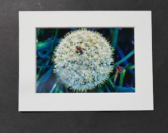 Photography, Onion Flower with Bees