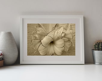 Photography, White Amnaryllis in Sepia, Flowers