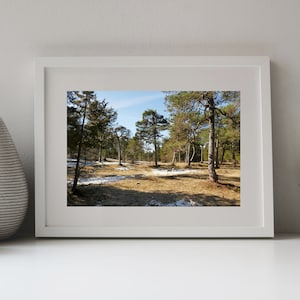 Könnte beinhalten: Gerahmtes Foto einer Waldszene. Das Bild zeigt hohe Bäume mit grünen und braunen Blättern, eine grasbewachsene Fläche und Schneeflecken. Der Himmel ist ein klares Blau. Der Rahmen ist weiß, und das Foto wird auf einer weißen Oberfläche präsentiert.