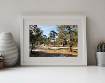 Photography Pine Tree Grove, Garmisch-Partenkirchen, Bavaria