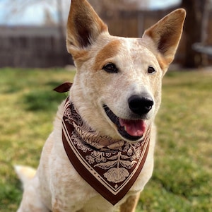 May include: A white and brown dog wearing a brown bandana with a floral pattern. The bandana has a tan colored floral design.