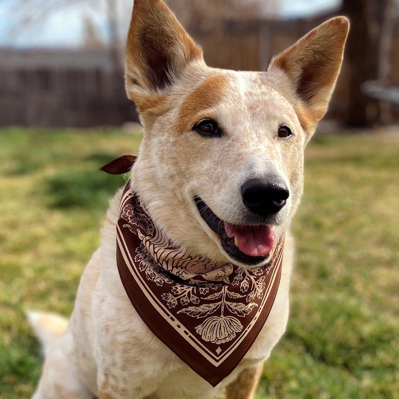 May include: A white and brown dog wearing a brown bandana with a floral pattern. The bandana has a tan colored floral design.