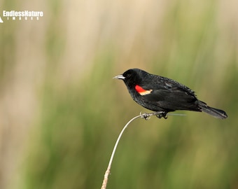 Red Winged Blackbird singing in the marsh. Red Winged Blackbird Prints, Songbird Photographs, Blackbird Images, Bird Photography, Birds.