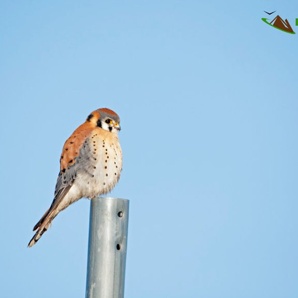 American Kestrel perched watching for it's next meal.  Hawk Photographs, American Kestrel Prints, Nature Photography, Wildlife Images, Birds