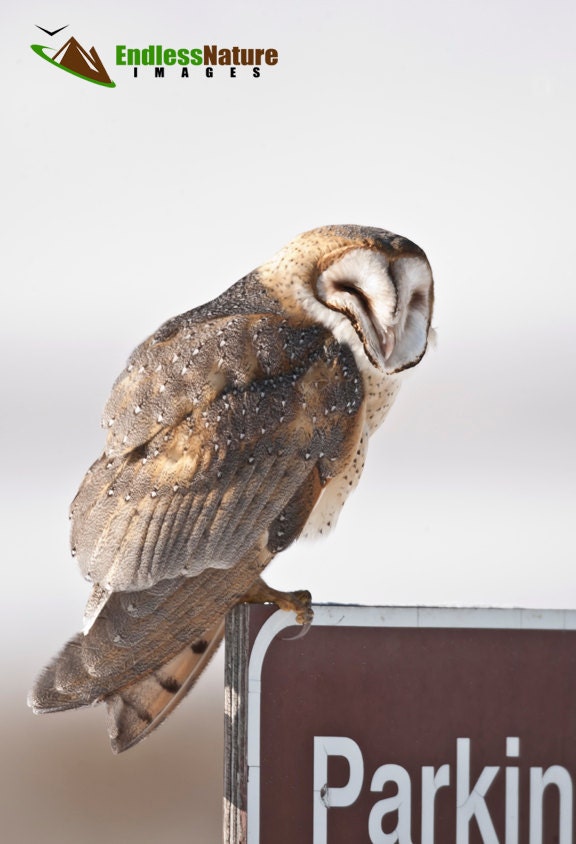 Barn Owl, Owl Images, Owl Pictures, Barn Owl Images, Raptor Photography, Barn Owl Photography, Fine 