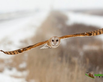 Barn Owl in flight just after a morning snow storm. Barn Owl Images, Wildlife Photographs, Owls in Flight pictures, Nature Photography.