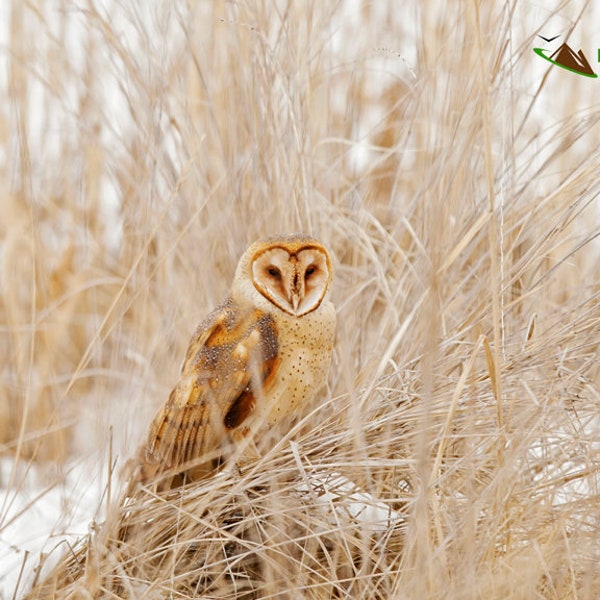 Barn Owl 8918 ( Tyto alba )    Barn Owl Prints, Owl Pictures, Nature Photography, Educational Owl Photographs, Wildlife Prints, Bird Images.