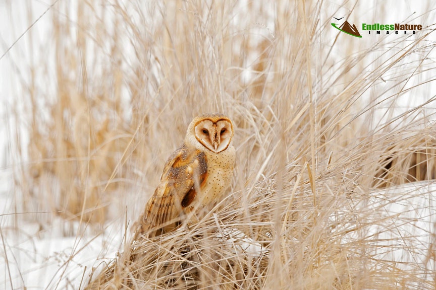 Barn Owl 8918 ( Tyto alba )    Barn Owl Prints, Owl Pictures, Nature Photography, Educational Owl Ph