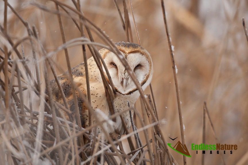 Barn Owl, Owl Images, Owl Pictures, Barn Owl Images, Raptor Photography, Barn Owl Photography, Fine 