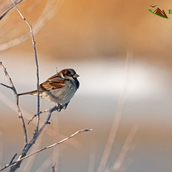 Haussperling saugt an einem Januar Morgen in der Morgensonne. Singvogel-Wand-Kunst, #Songbird, #SparrowArt, Vogel-Fotografie, männliche Haussperling