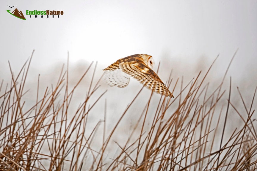 Barn Owl in flight on a foggy morning. Barn Owls, Owl Photography, Bird Prints, Raptor Photographs, 