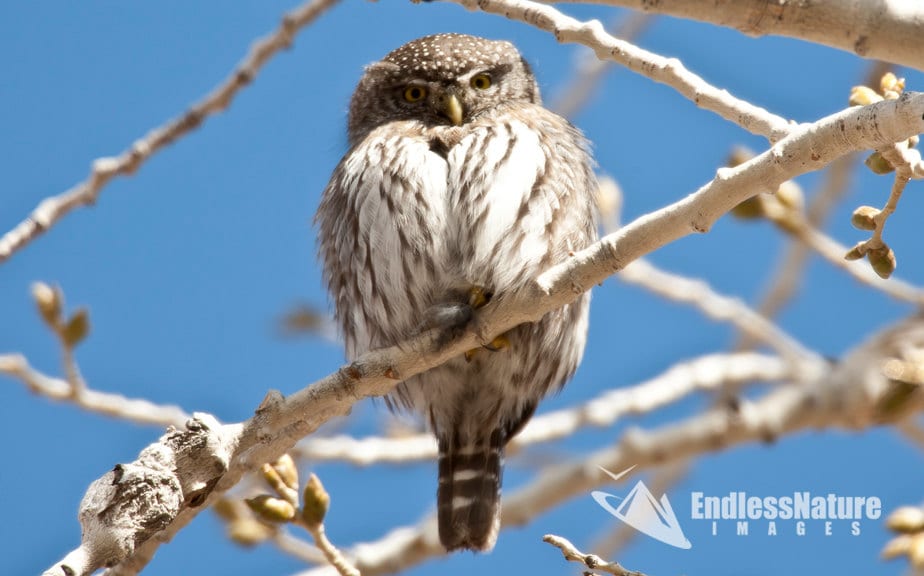 Northern Pygmy Owl, Small Owl Photography, Bird Photographs, Raptor Photography, Owl Fine Art Prints
