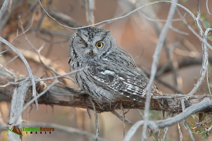 Western Screech Owl 7808 ( Otus kennicottii ) Western Screech Owl Photograph, Screech Owl Images, Ed