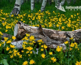 Yellow Golden Asters, Yellow Flowers, Plant Photography, Flower Photography, Yellow Flower fine art prints, Landscape Photography, Mountains