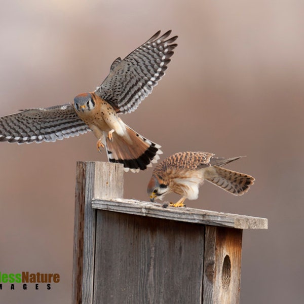 American kestrel, Hawk Photography, Kestrel Photograph, Raptor Images, American Kestrel Prints, Fine Art Images, Bird Photography, Hawks.