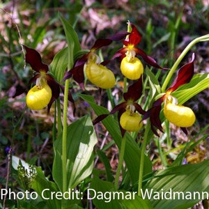 Lady Slipper Orchid Pendant Plant Jewelry image 8