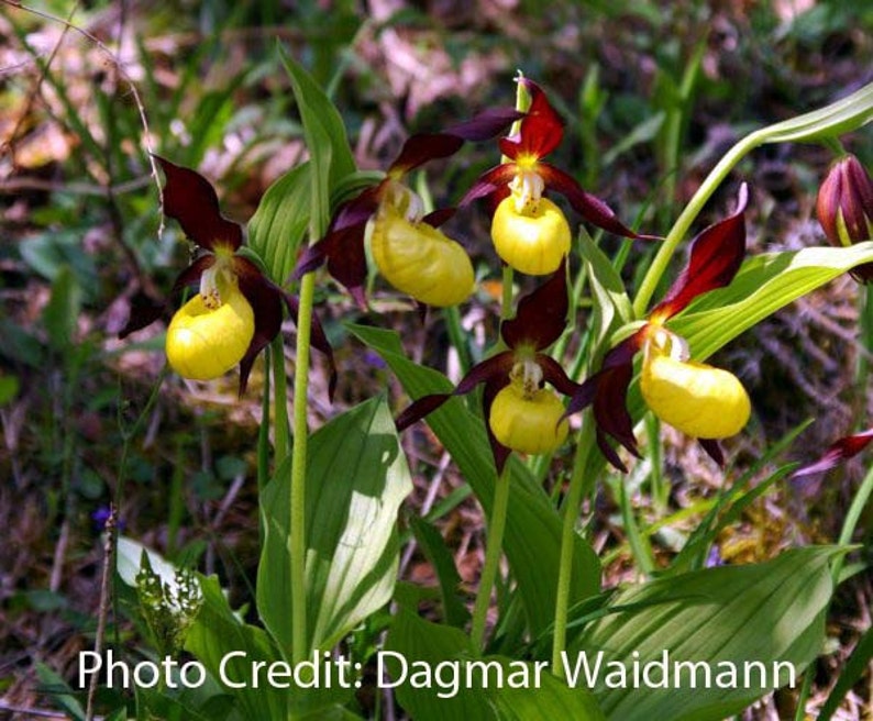 Lady Slipper Orchid Pendant Plant Jewelry image 8