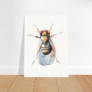 Drosophila Fruit Fly Art Print - Science Wall Art, Biology Gift, Entomology Art