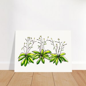Arabidopsis thaliana Art Print - Science Wall Art, Botany Gift, Plant Biology Art