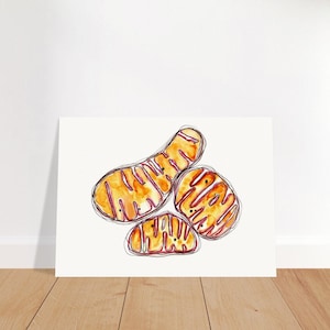 Mitochondria Art Print - Science Wall Art, Biology Gift