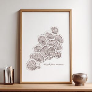 Könnte beinhalten: Ein gerahmter botanischer Druck mit einer detaillierten Feder- und Tuschzeichnung einer Ansammlung von Pilzen. Das Kunstwerk ist in Braun- und Weißtönen gehalten, mit dem wissenschaftlichen Namen "Schizophyllum commune".