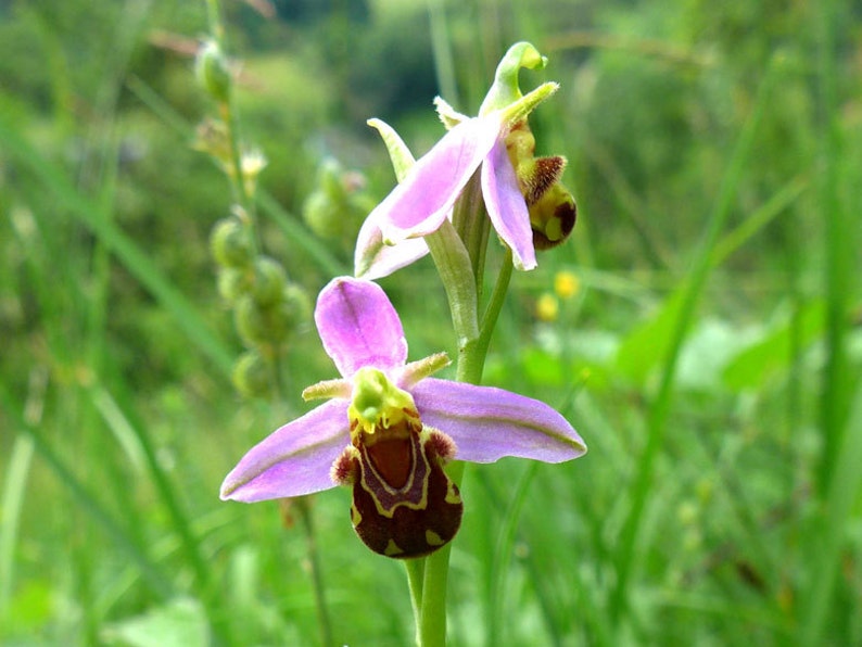 Ophrys Bee Orchid Pendant Wild Orchid Botany Jewelry image 6