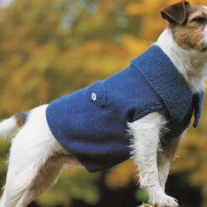 May include: A white and brown dog wearing a blue knitted sweater with a button. The dog is standing on a blurry background of fall foliage.