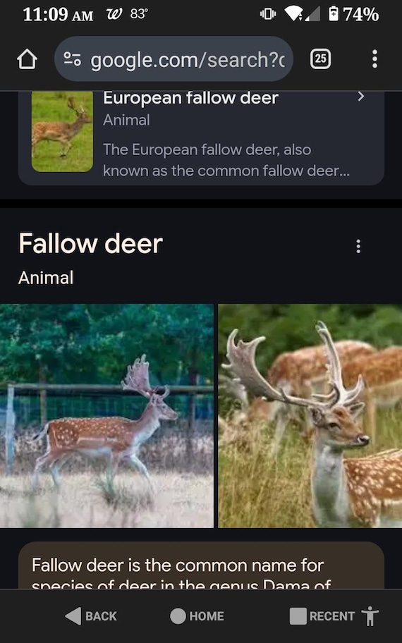 Maschera Integrale Renna Con Corna | Per Halloween E Carnevale, Costume Divertente - Foto 5