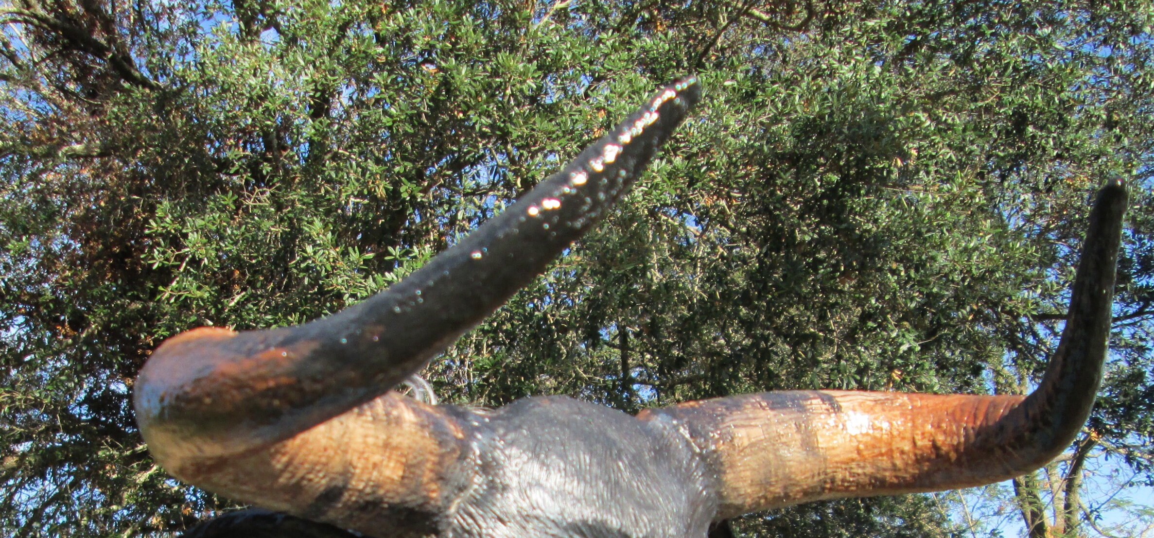 Costume bull horns Handmade costume steer horns cosplay Etsy