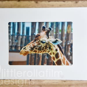 Photo Card - Blank Card, Giraffe Photo Card,  card for any occasion, blank card with envelope, blank card giraffe, giraffe photo