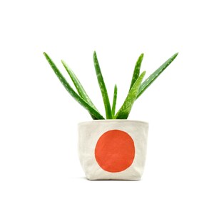 May include: A green aloe vera plant in a white fabric planter with a large orange circle design.