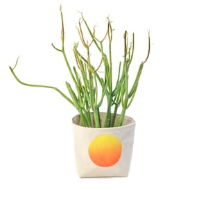 Könnte beinhalten: Eine grüne Sukkulente mit dünnen Stielen wächst in einem weißen Stofftopf mit einem gelben und orangefarbenen Sonnenmotiv.