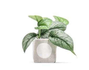 Cloth Planter, 4", Big Dot White Blockprint on Natural Linen Pot