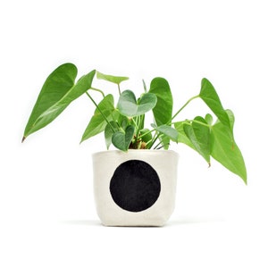 May include: A green plant with heart-shaped leaves in a white ceramic pot with a black circle design.