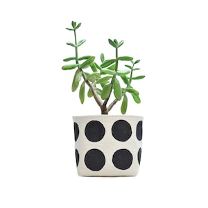 May include: A small green succulent plant in a white fabric pot with black polka dots.