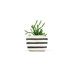 Puede incluir: Una pequeña planta suculenta en una maceta blanca con rayas negras. La maceta es de forma rectangular simple.