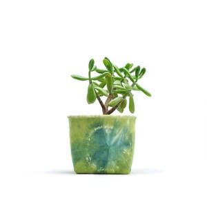 Peut inclure: Une petite plante succulente verte dans un pot en tissu tie-dye vert et bleu.