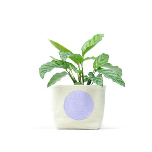 May include: A green plant with striped leaves in a white fabric pot with a purple circle on the front.