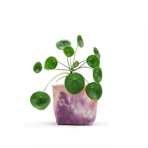 Könnte beinhalten: Eine kleine grüne Pflanze mit runden Blättern in einem violetten und rosafarbenen Batik-Stofftopf.