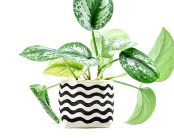 Black Wavy Line Indoor Planter, Blockprint on Canvas—Bucket for Succulents and Other Plants, and for Home Organization