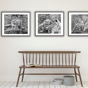 Snow Leopard Gift, Print Set of 3, Black and White Leopard Photography,  Animal Pictures Home Decor , Wildcat leopard poster 14 x 11
