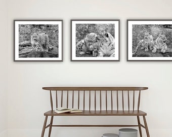 Snow Leopard Gift, Print Set of 3, Black and White Leopard Photography,  Animal Pictures Home Decor , Wildcat leopard poster 14 x 11